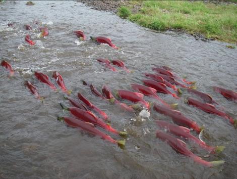 salmon